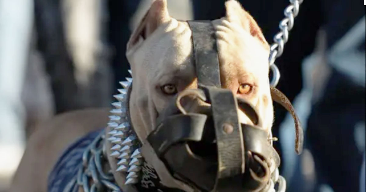 মালিককে ‘গুলি করল কুকুর’!