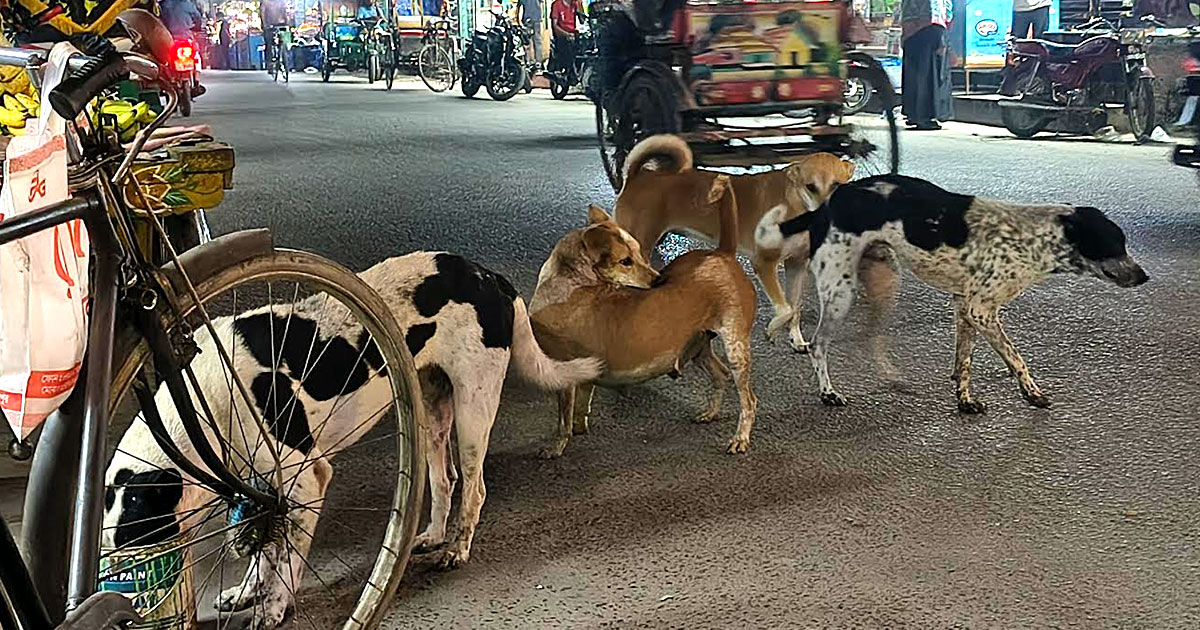 মেহেরপুরে অসুস্থ কুকুরে অতিষ্ঠ মানুষ