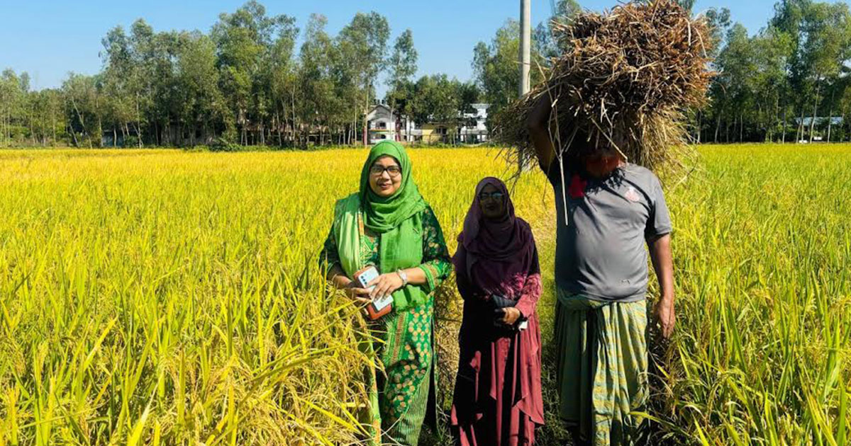 কালিহাতীতে রোপা আমন ধানের বাম্পার ফলন