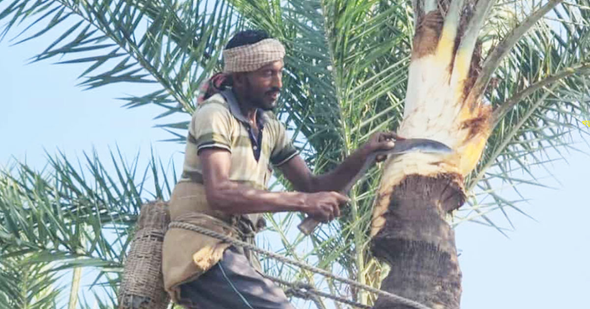 নড়াইলে খেজুর গাছ পরিচর্যায় গাছিদের ব্যস্ততা