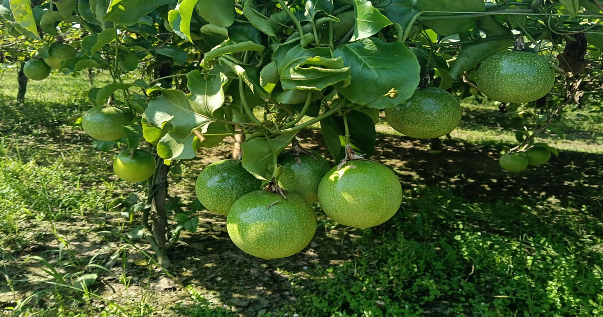 উল্লাপাড়ায় বিদেশি ফল প্যাশন চাষাবাদের কৃষক জহুরুলের বাজিমাত
