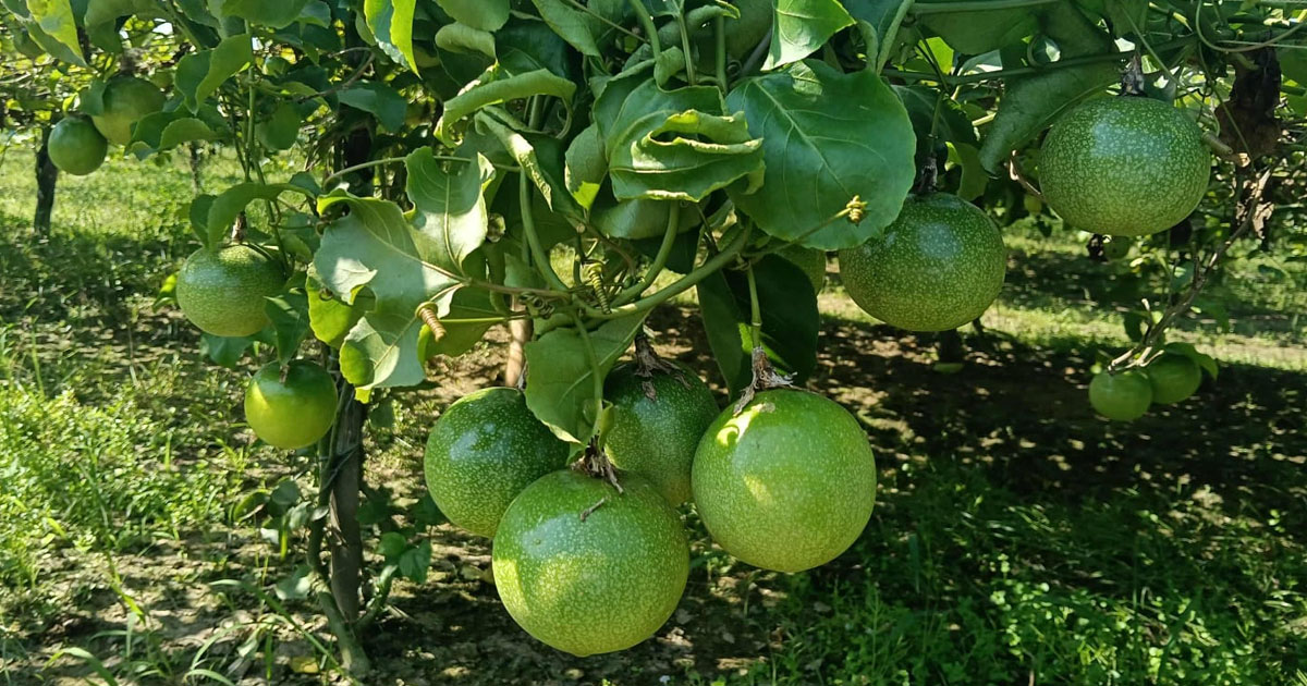 বিদেশি ফল আনারকলি চাষে সফল কৃষক জহুরুল