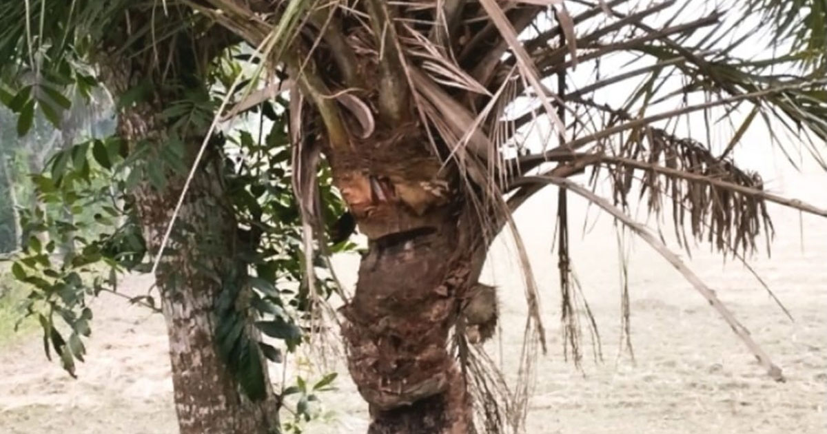 শ্রীপুরে শিল্পাঞ্চলের বিস্তারে বিলীন হচ্ছে খেজুর গাছ