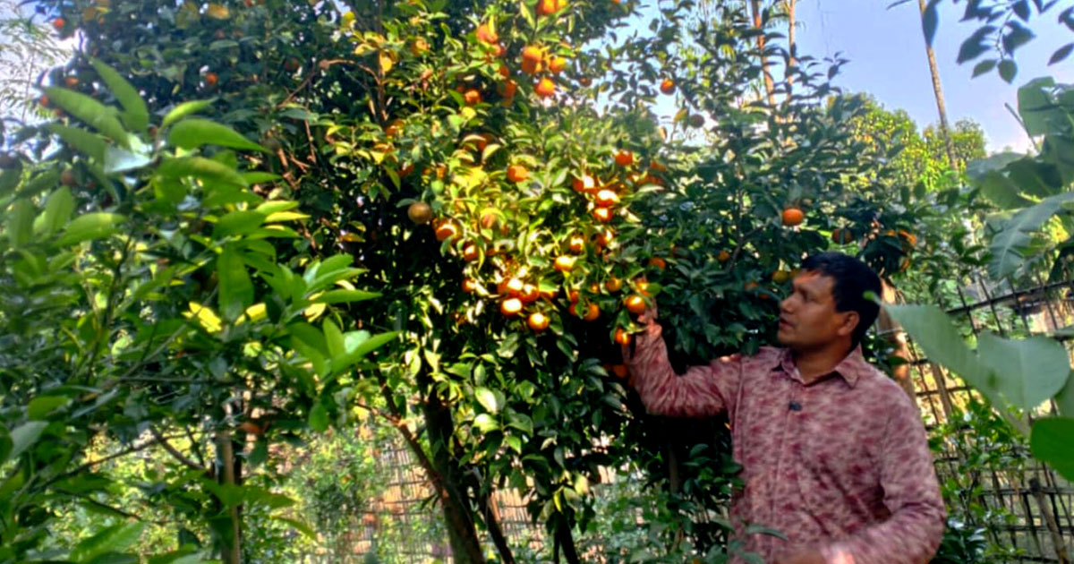 রামরঙ্গন কমলা চাষ করে সফল নীলফামারীর আব্দুল মতিন