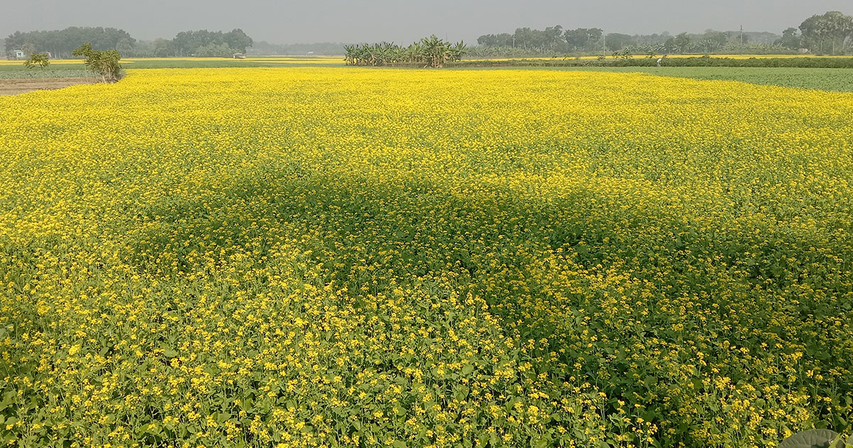 অভয়নগরের বিস্তীর্ণ মাঠজুড়ে সরিষা ফুলের মুগ্ধতা