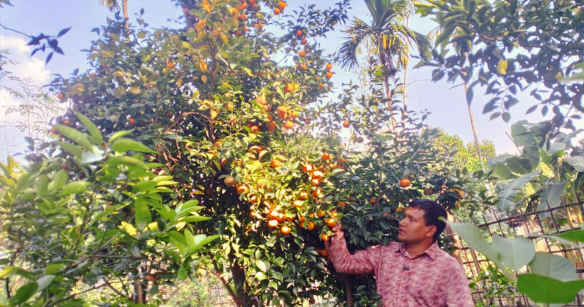 নীলফামারীতে রামরঙ্গন কমলা চাষে আব্দুল মতিনের সাফল্য