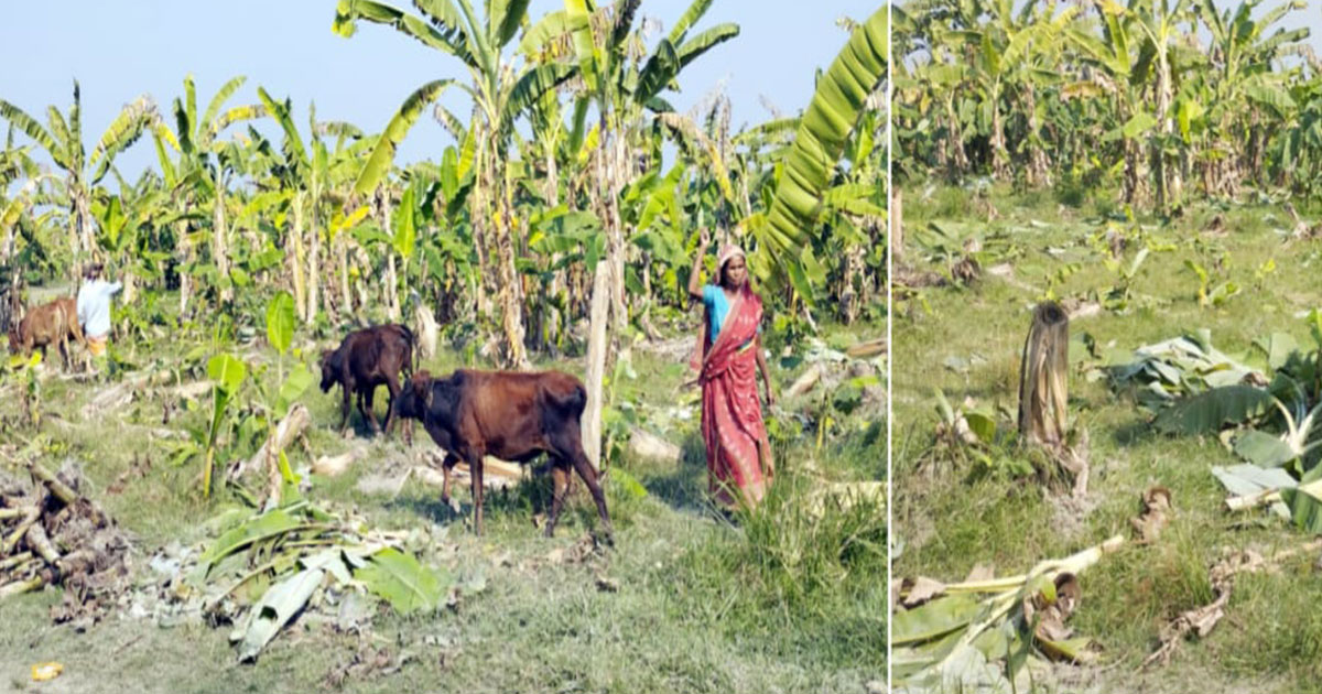 পদ্মার চরে ১০ হাজার কলাগাছ ধ্বংস