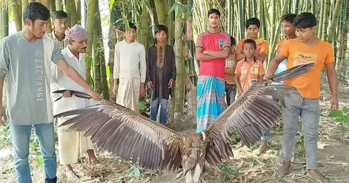 ফুলবাড়ীতে আহত বিরল শকুন উদ্ধার