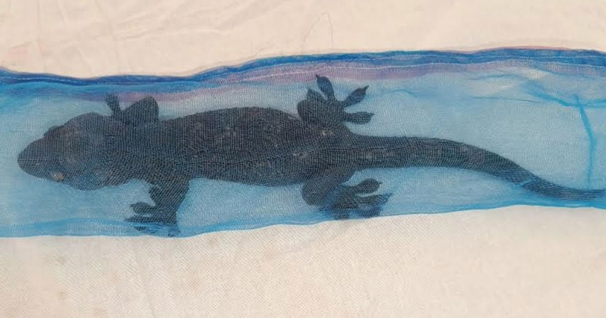 বাগেরহাটে বিরল তক্ষকসহ পাচারকারী গ্রেফতার