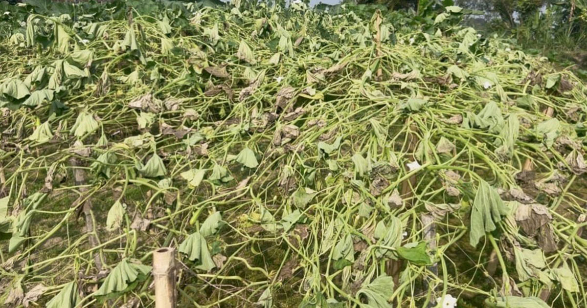 লাউ গাছের সঙ্গে এ কেমন শত্রুতা!
