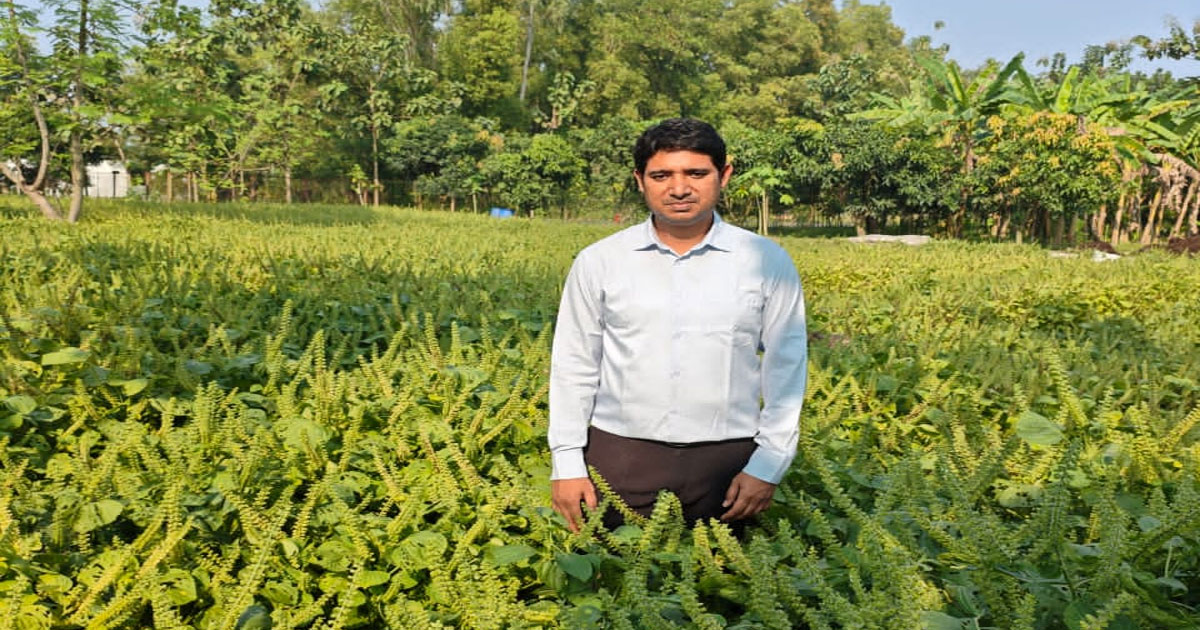পেরিলার পরীক্ষামূলক চাষ শুরু গাজীপুরে