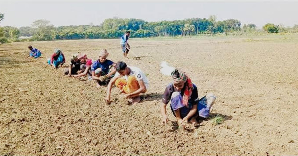পেঁয়াজ রোপণে শ্রমিক সংকট, দুশ্চিন্তায় চাষিরা