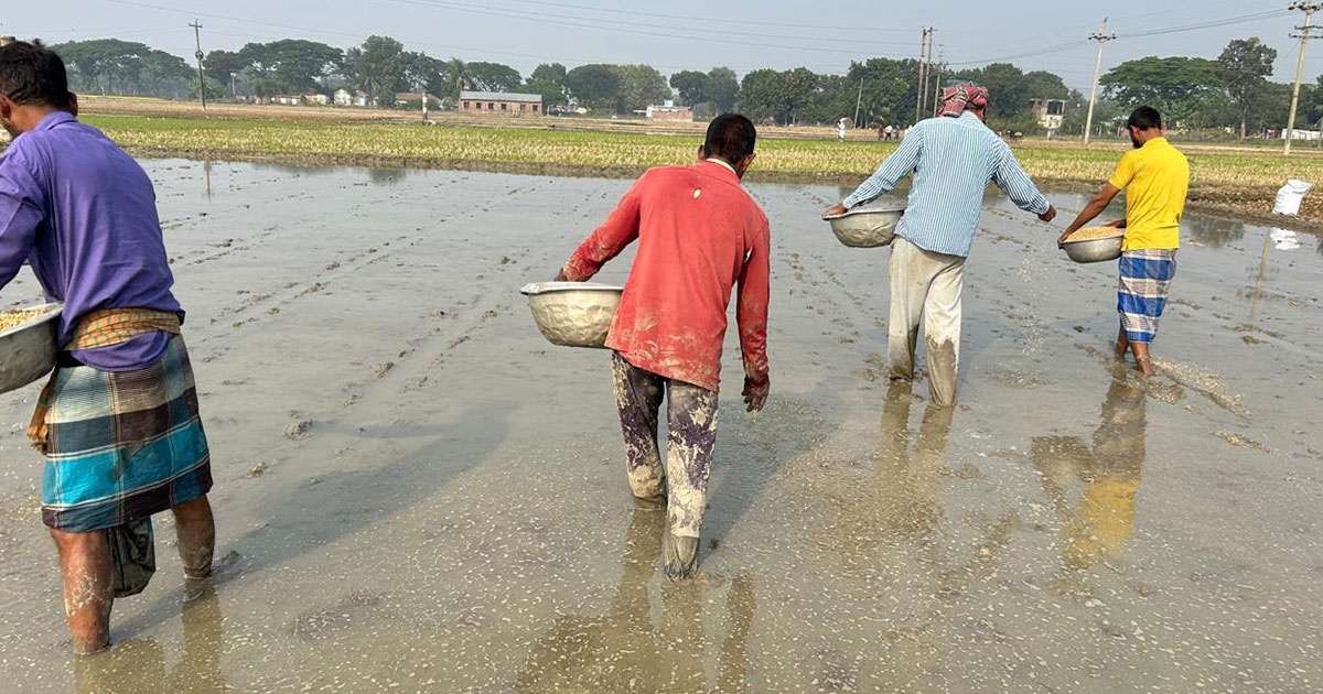 বীজতলা তৈরিতে ব্যস্ত সময় পার করছেন মাগুরার চাষীরা