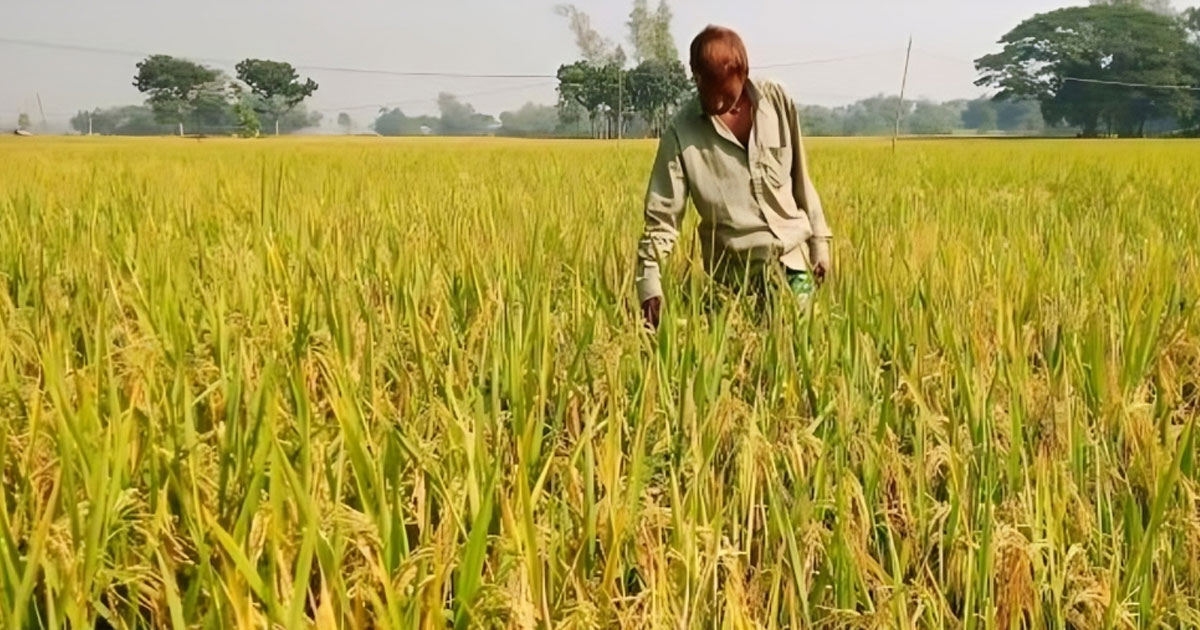 রোপা আমন ধানের বাম্পার ফলন, দাম নিয়ে হতাশ কৃষকরা