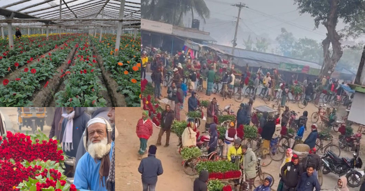 ফুলে ভরেছে যশোরের গদখালী, চাষিদের মুখে ফের হাসি