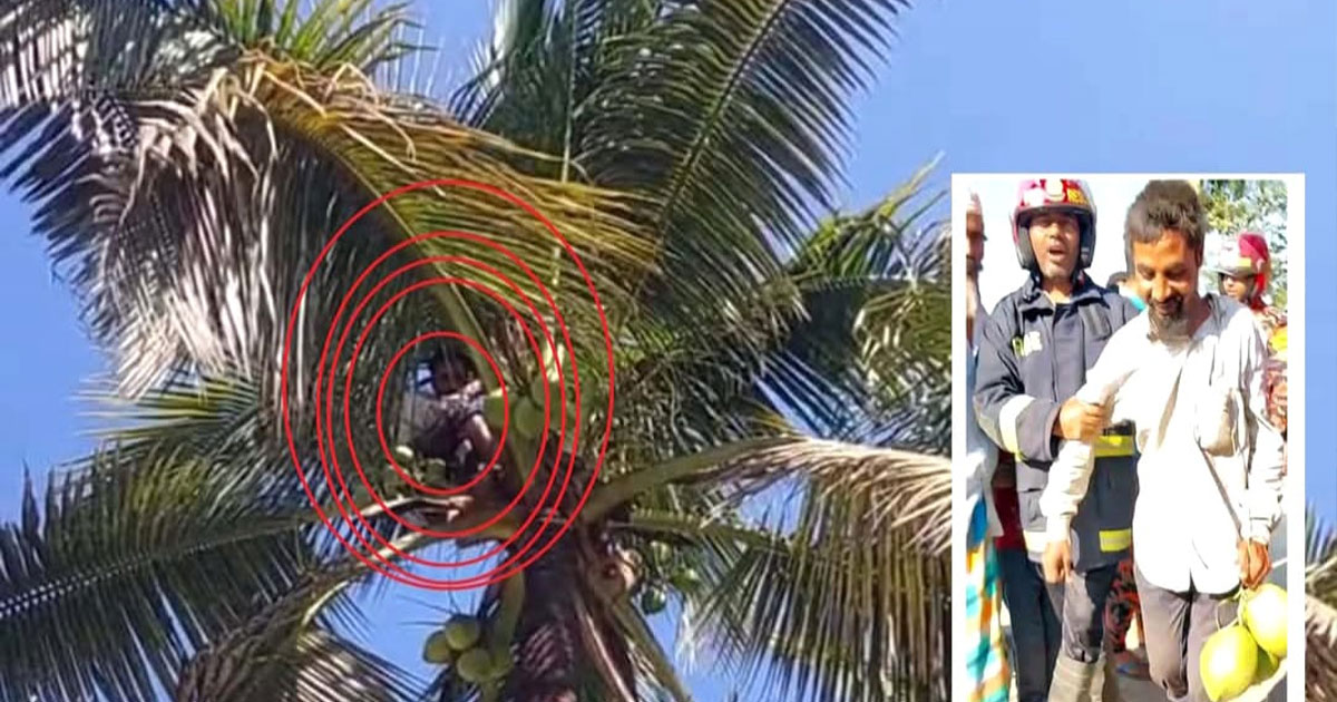 ডাব খেয়ে গাছের চূড়ায় যুবকের ঘুম,উদ্ধার করলো ফায়ার সার্ভিস