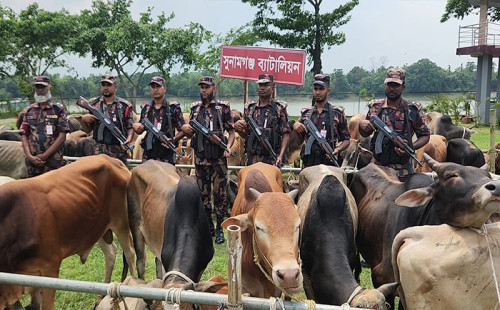 তিন মাসে জব্দ সাড়ে চার’শ ভারত থেকে নদীপথে আসছে চোরাই গরু