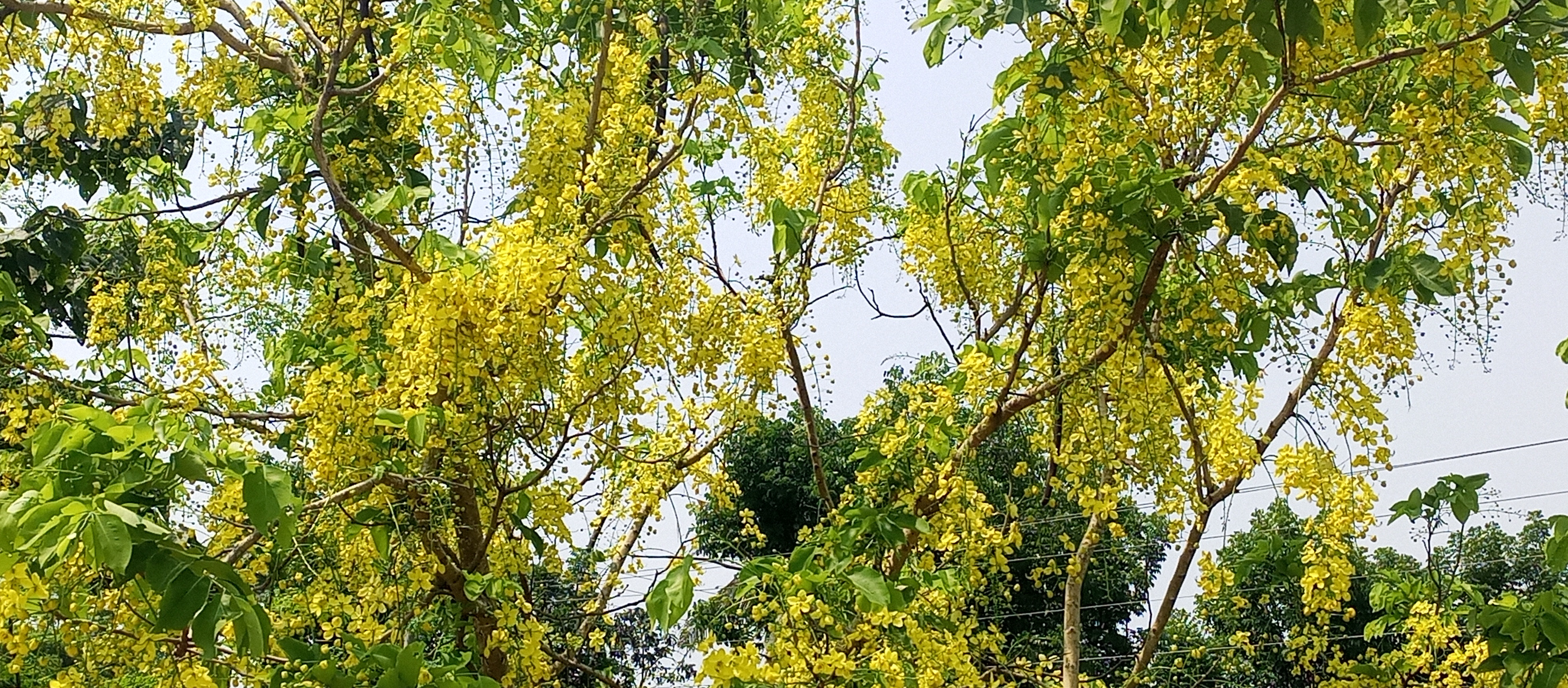 গ্রীষ্মের রুক্ষ প্রকৃতিতে শোভা ছড়াচ্ছে সোনালু ফুল