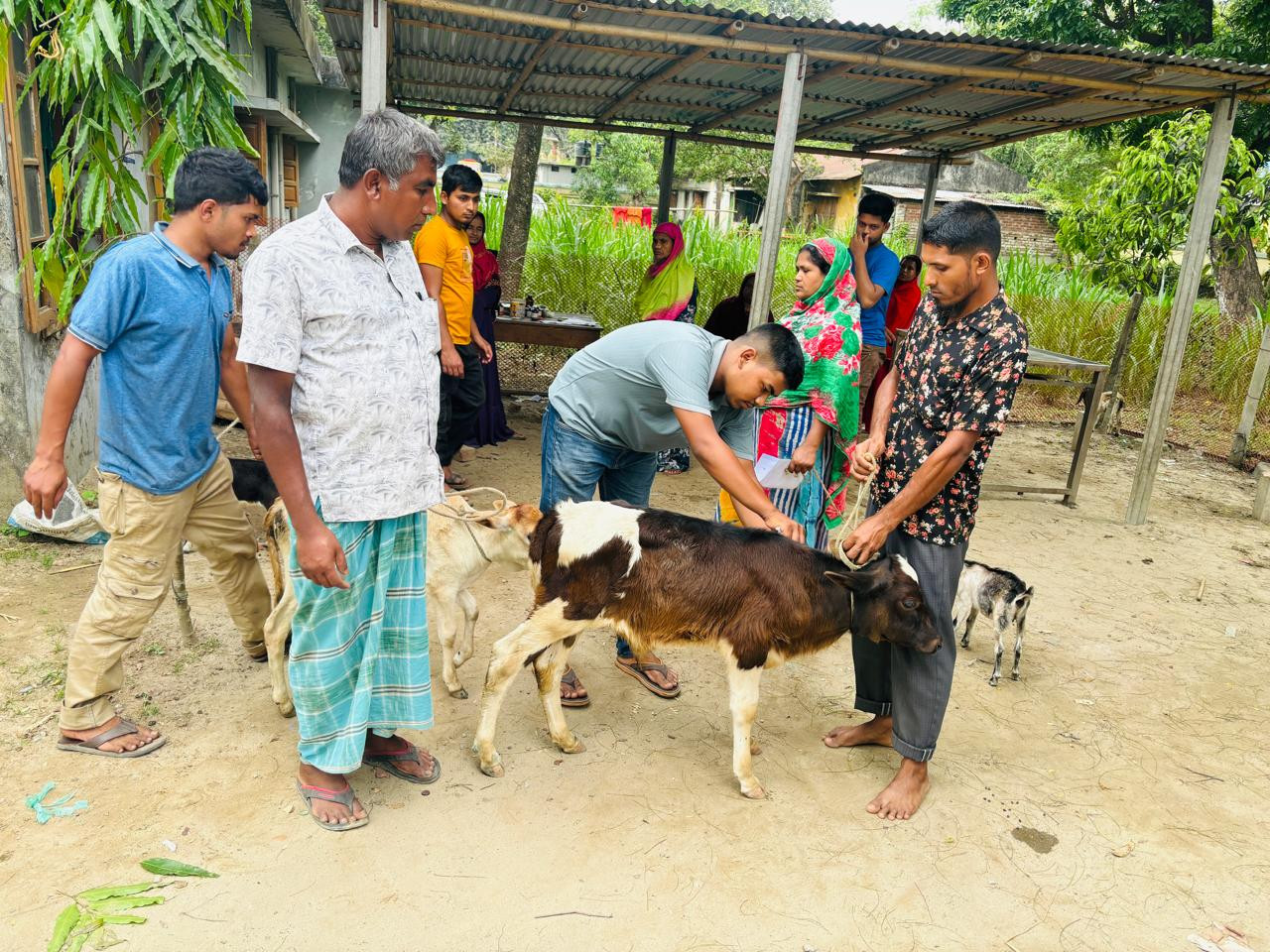 ঠাকুরগাঁওয়ে লাম্পি ভাইরাসে ৩৭ গরু আক্রান্ত