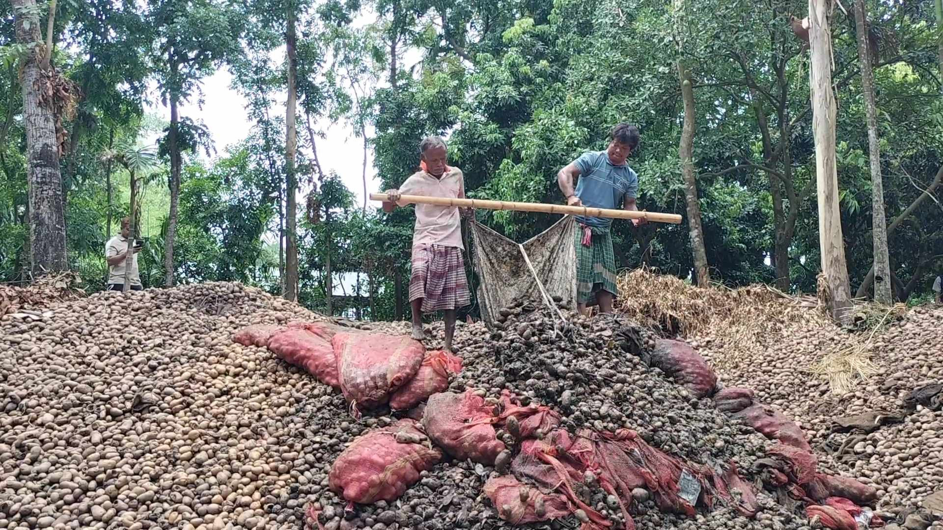 আলু এখন ময়লার ভাগাড়ে