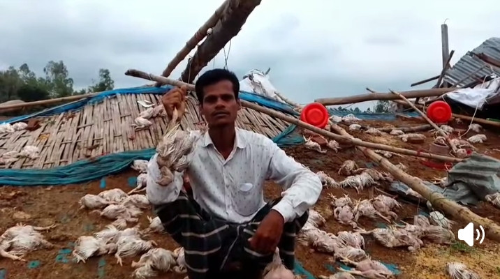 পীরগঞ্জে চোখা মিয়ার ১৪শ’ মুরগির মৃত্যু