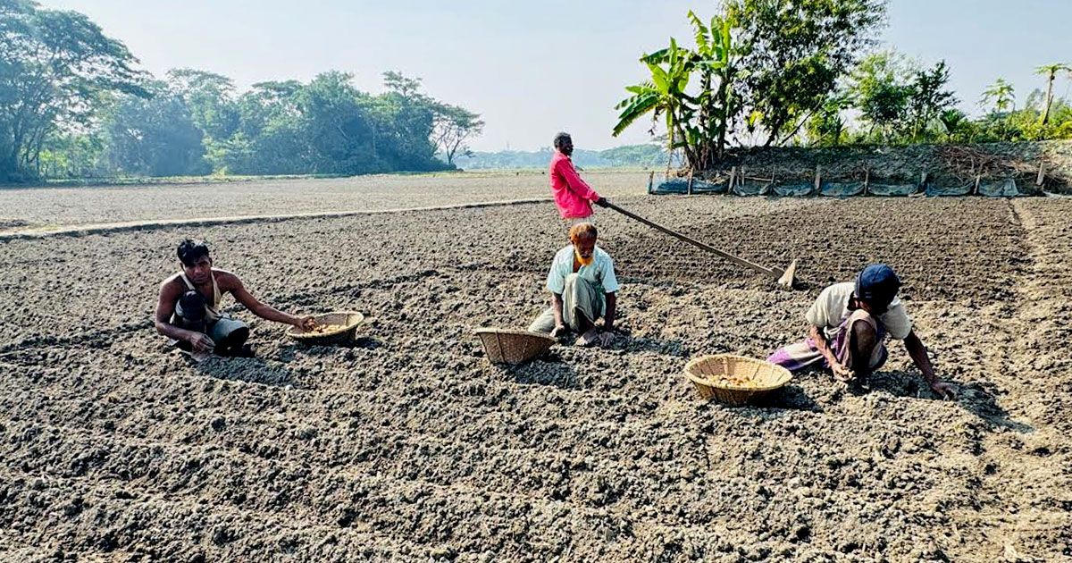 চাঁদপুরে এবার ৭ হাজার হেক্টর জমিতে আলু চাষ হচ্ছে