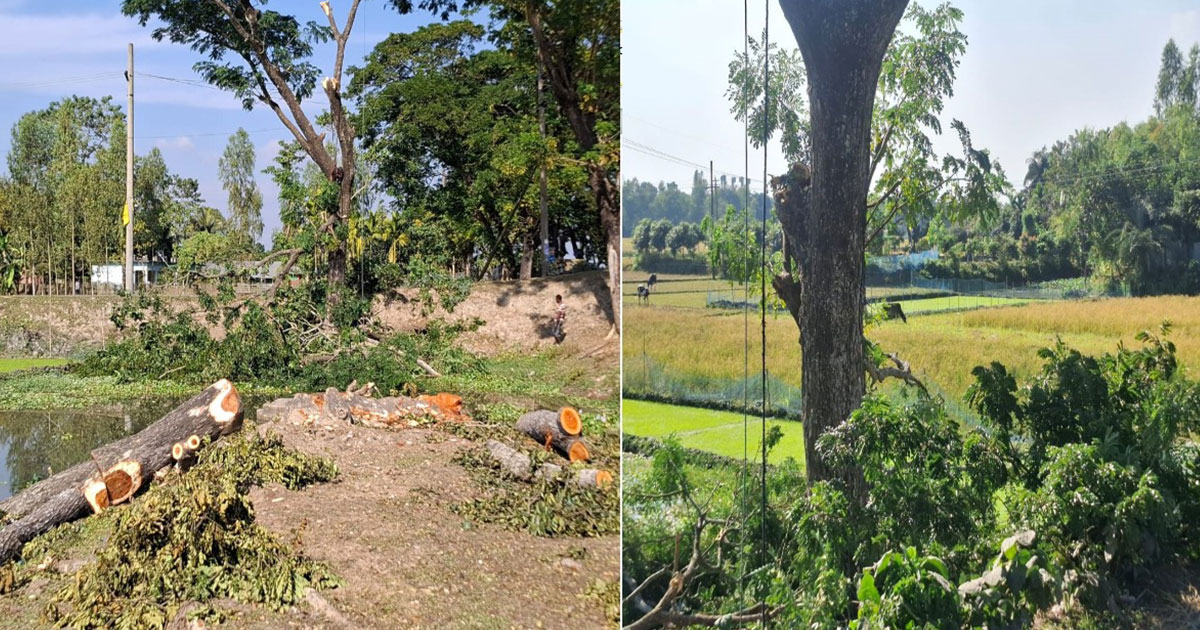 শেরপুরে ইউএনওর হস্তক্ষেপে বন্ধ হলো সরকারি গাছ কাটা