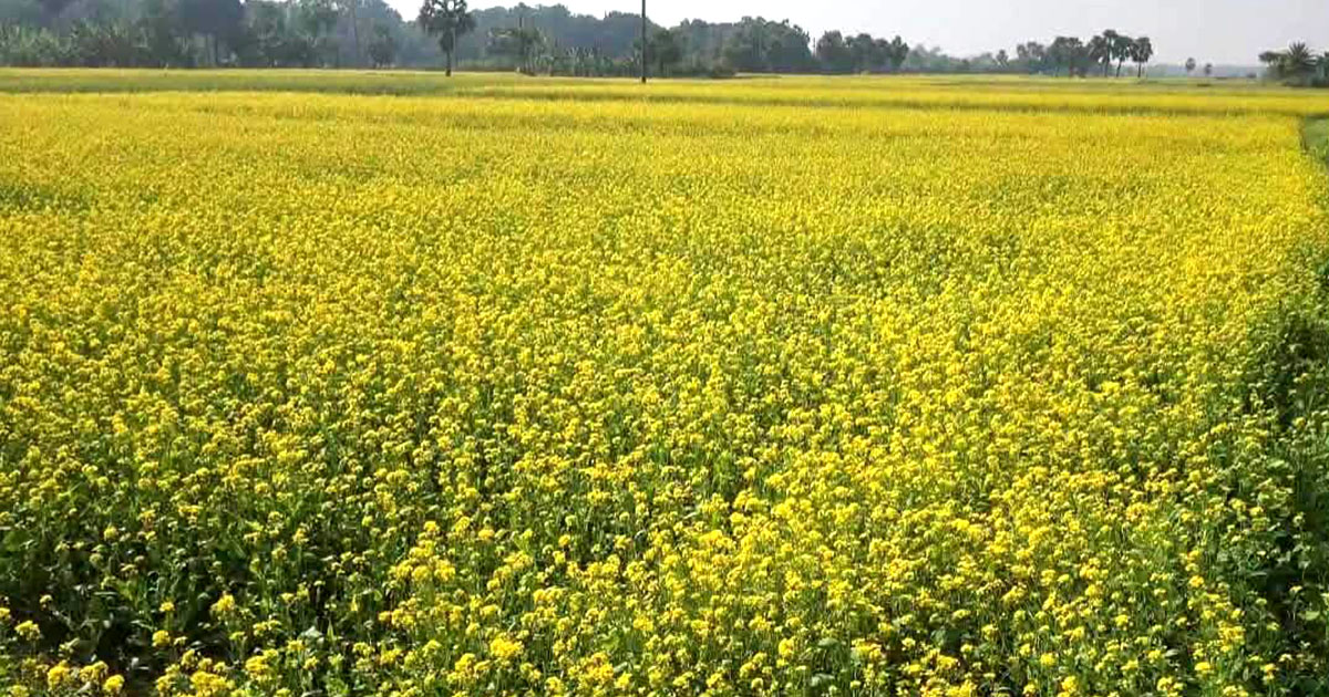 নড়াইলে সরিষা ফুলের হলুদ হাসিতে রঙিন হয়েছে ফসলের মাঠ