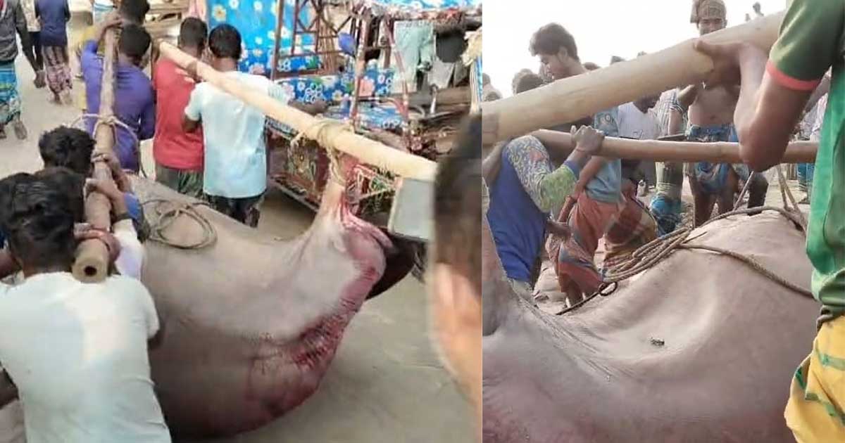 মেঘনায় ধরা পড়ল ৬ মণ ওজনের শাপলা পাতা মাছ