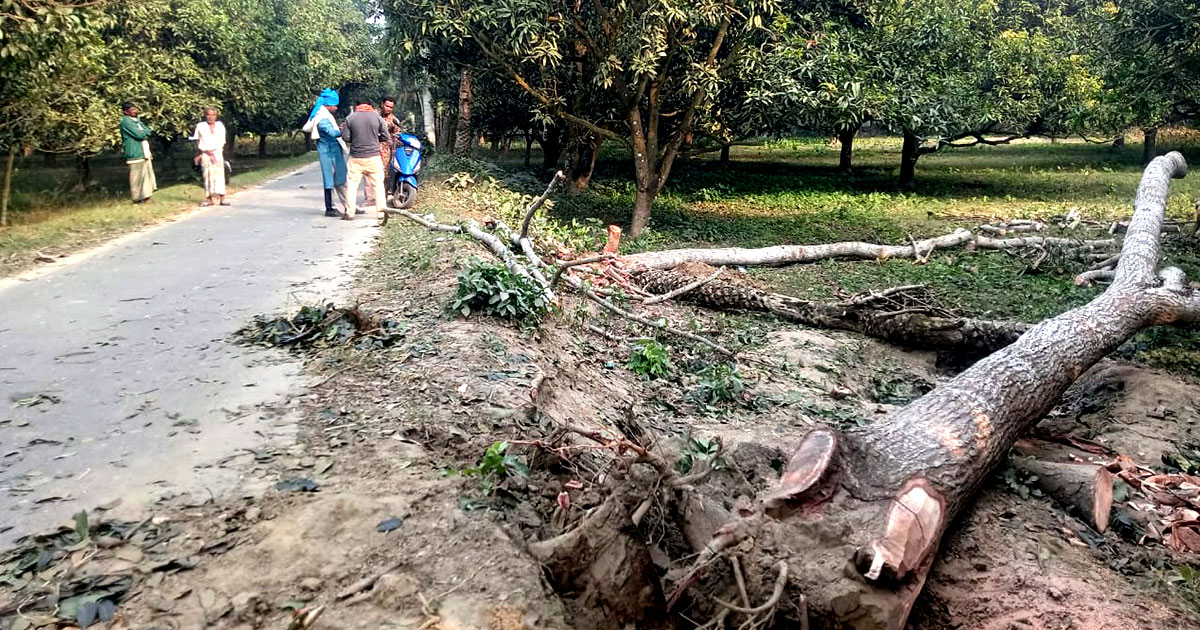 বাগাতিপাড়ায় সড়কের পাশে মেহগনি গাছ কেটে নিল দুর্বৃত্তরা
