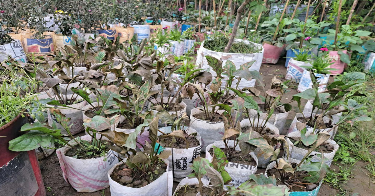 গাজীপুরে বিষ প্রয়োগে নার্সারির ১০ হাজার গাছের চারা নিধন