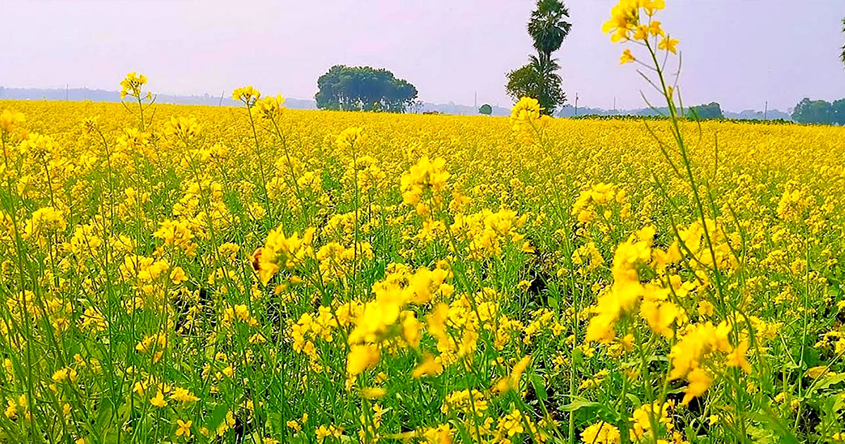 শার্শায় লক্ষ্যমাত্রা ছাড়িয়েছে সরিষা আবাদ, হলুদ ফুলে ছেয়ে গেছে  মাঠ