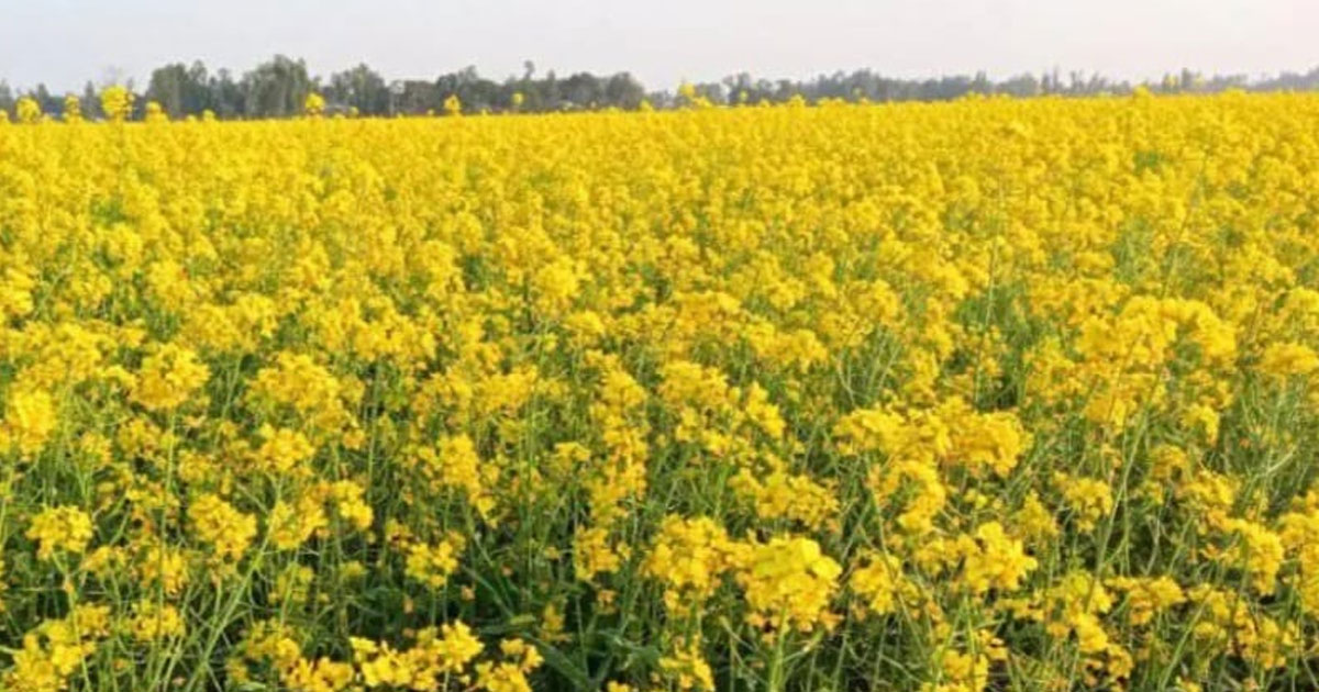 শ্রীপুরে সরিষার বাম্পার ফলন, লক্ষ্যমাত্রা ছাড়ালো