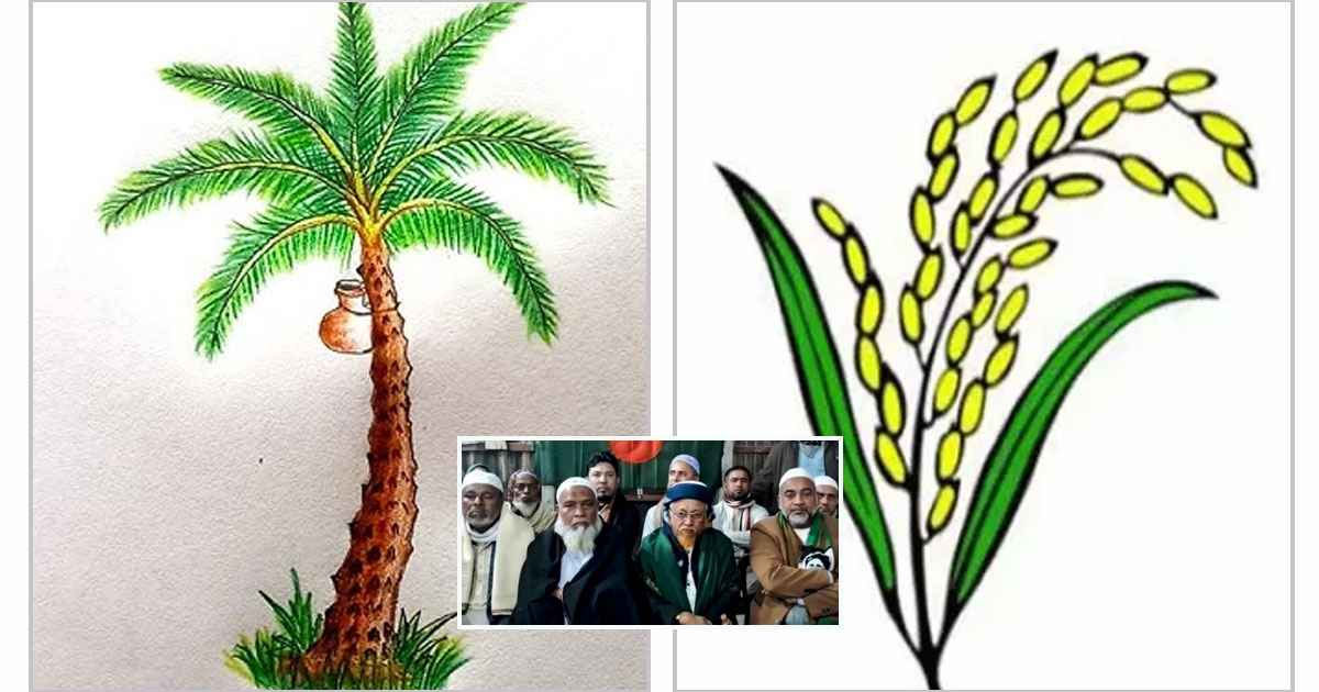 ব্রাহ্মণবাড়িয়ায় ‘খেজুর গাছই এখন ধানের শীষ’