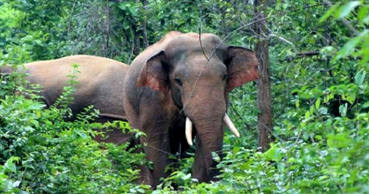 কাপ্তাইয়ে হাতির আক্রমণে মানসিক ভারসাম্যহীন নারীর মৃত্যু