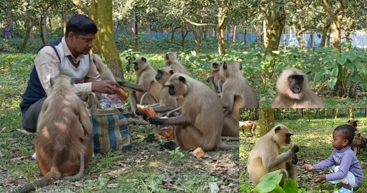 ঝিনাইদহে খাবার সংকটে বিপন্ন কালোমুখো হনুমান