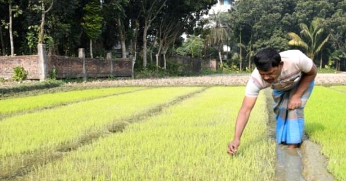 শার্শা উপজেলায় কুয়াশা ও তীব্র শীতে বোরো চাষিরা বিপাকে