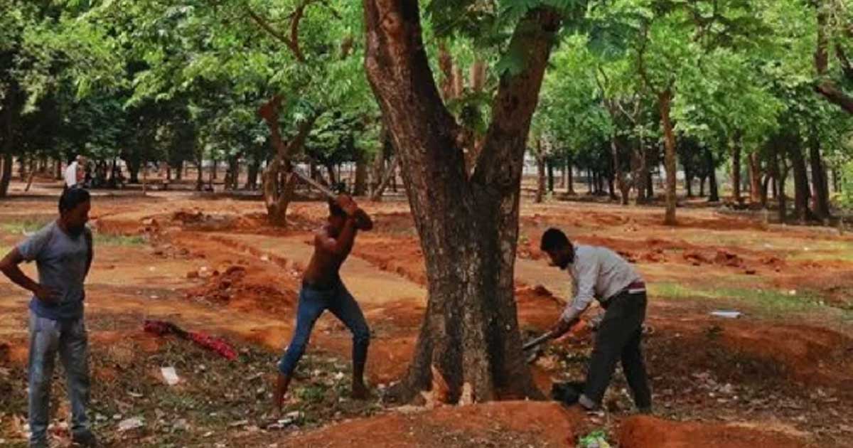 গাছ কাটায় এক লাখ টাকা জরিমানা, নতুন বন ও বৃক্ষ সংরক্ষণ অধ্যাদেশ