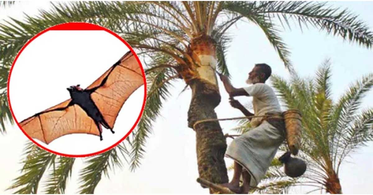 ৩৫ জেলায় নিপাহ ভাইরাস, খেজুরের রস খাওয়া নিয়ে সতর্কবার্তা