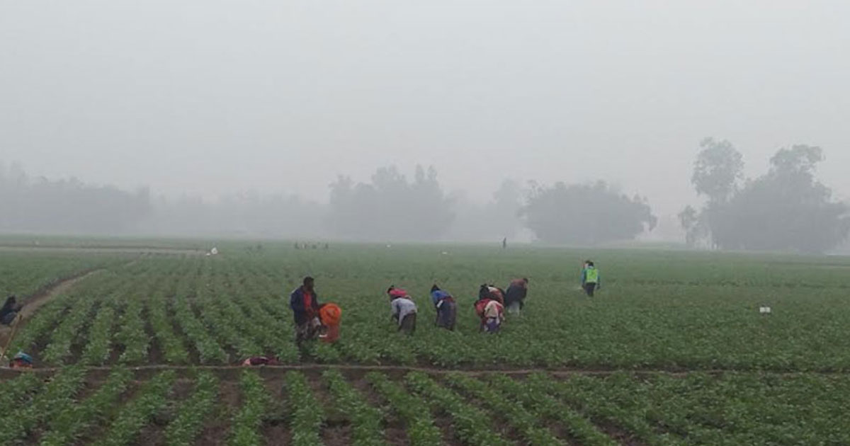 পঞ্চগড়ে কনকনে শীতে তেঁতুলিয়ার তাপমাত্রা নেমে ৭ ডিগ্রিতে