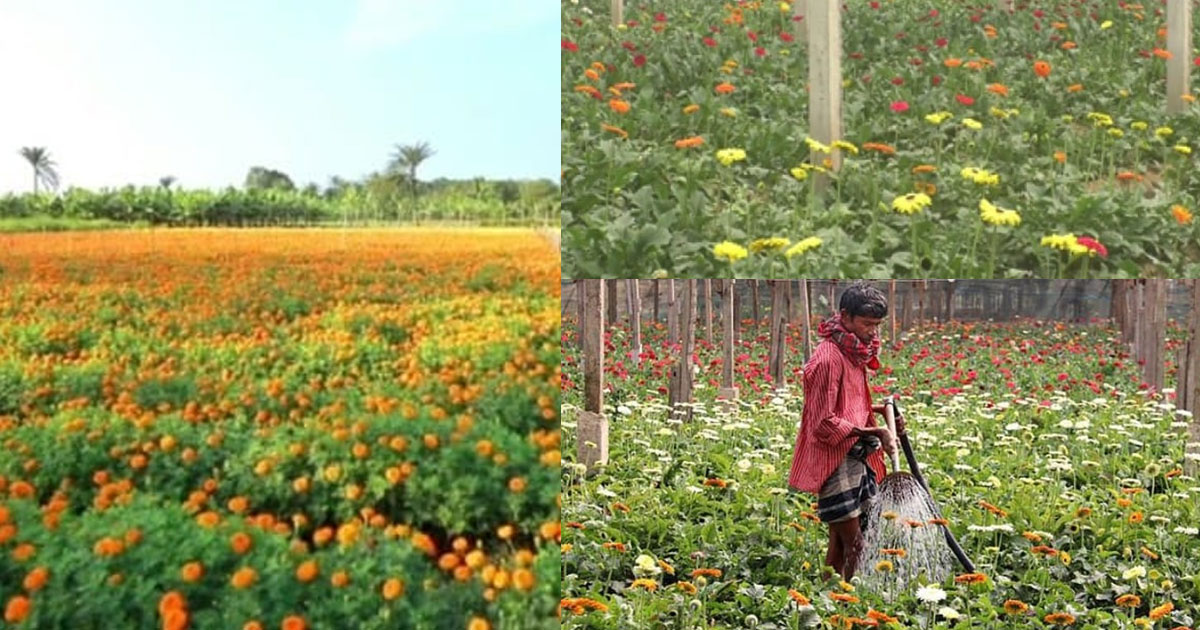 নির্বাচন ও উৎসব ঘিরে দুশ্চিন্তায় গদখালির ফুলচাষিরা