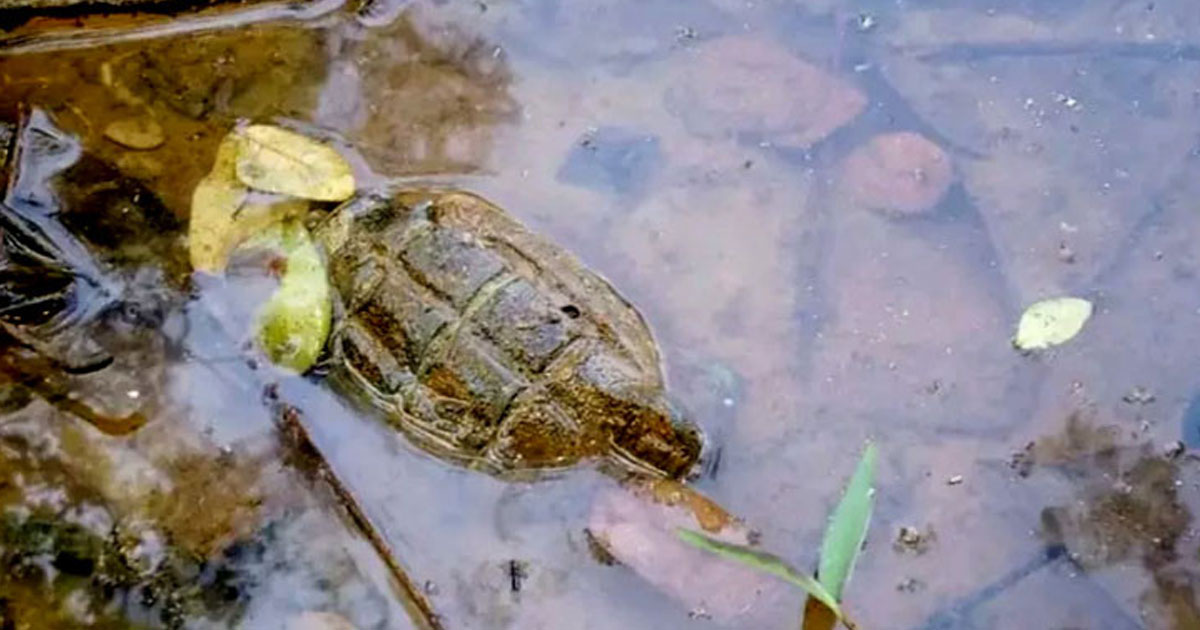 ৭১ সালের গ্রেনেড পাওয়া গেলো মৌলভীবাজারে