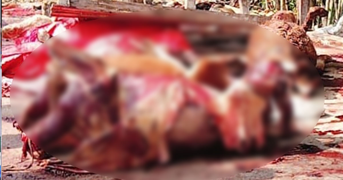 যুবলীগ নেতার বাড়ি থেকে ১১টি জীবিত ঘোড়া ও ৮টি জবাই করা ঘোড়ার মাংস জব্দ