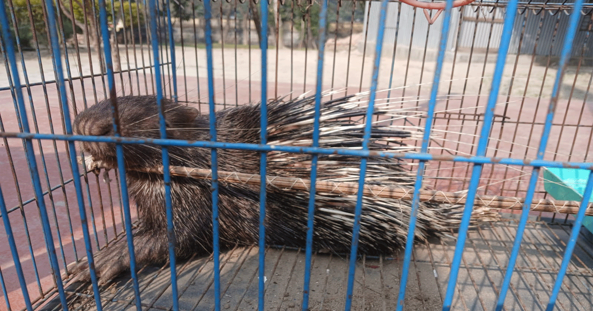 ফায়ার সার্ভিসের তৎপরতায় বিলুপ্তপ্রায় সজারু উদ্ধার