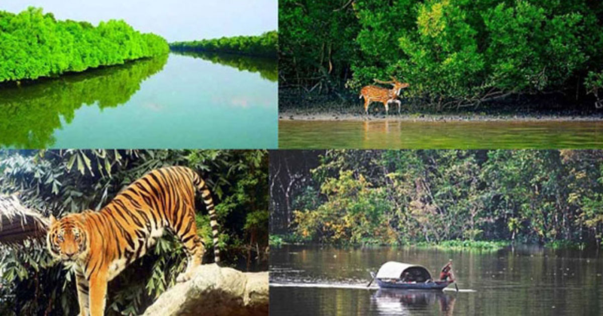 আজ সুন্দরবন দিবস
