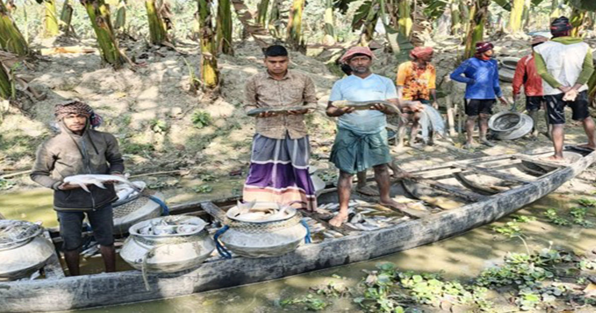 ঝিনাইদহে মাছের খামারে বিষ দিয়ে ১৮ লাখ টাকার মাছ মেরে ফেলেছে দুর্বৃত্তরা