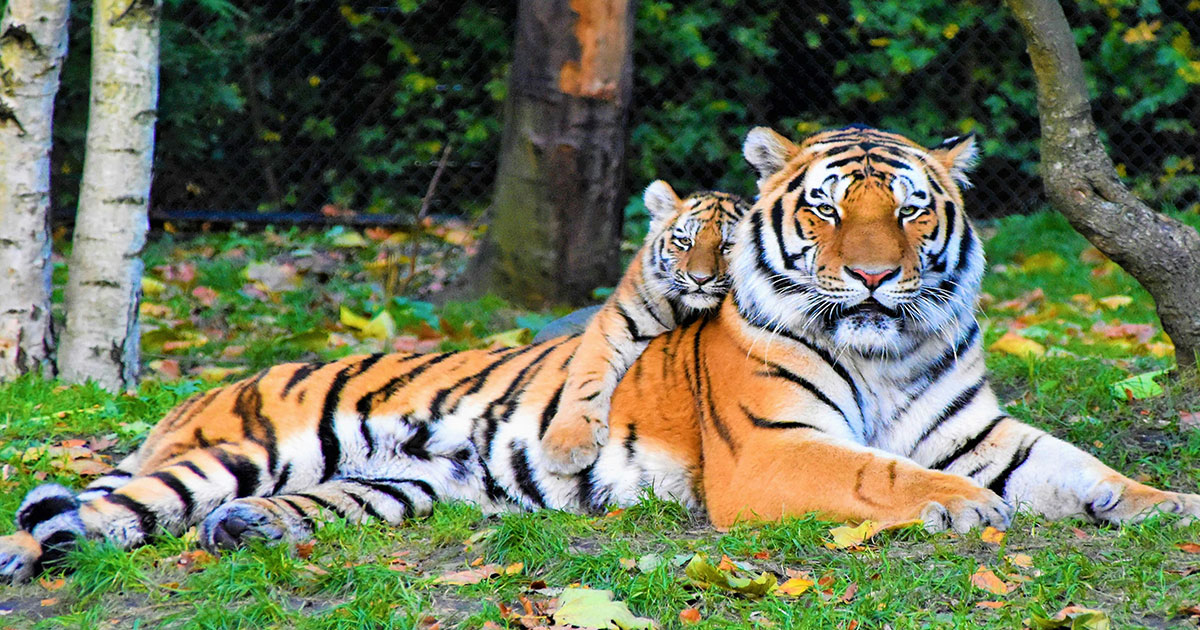 ভাইরাস সংক্রমণে থাইল্যান্ডের চিড়িয়াখানায় ৭২ বাঘের মৃত্যু