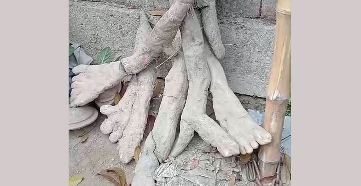 মাটি খুঁড়তেই মিলল মানুষের হাত-পায়ের মতো ‘মেটে আলু’