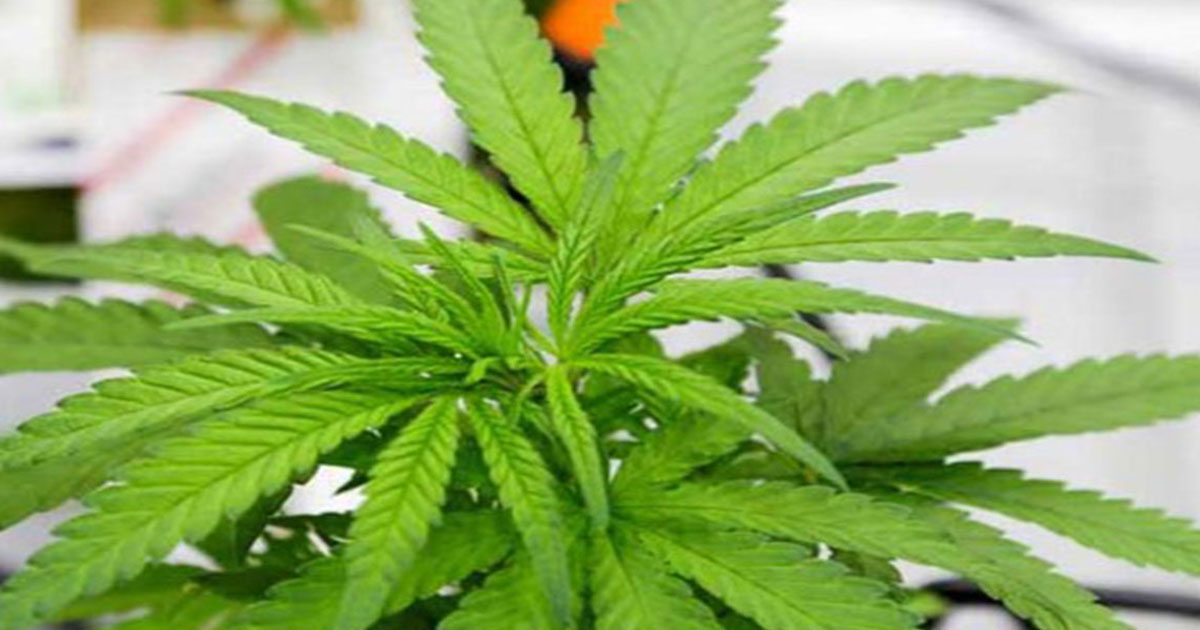 ঠাকুরগাঁওয়ে গাঁজাসহ যুবক গ্রেপ্তার