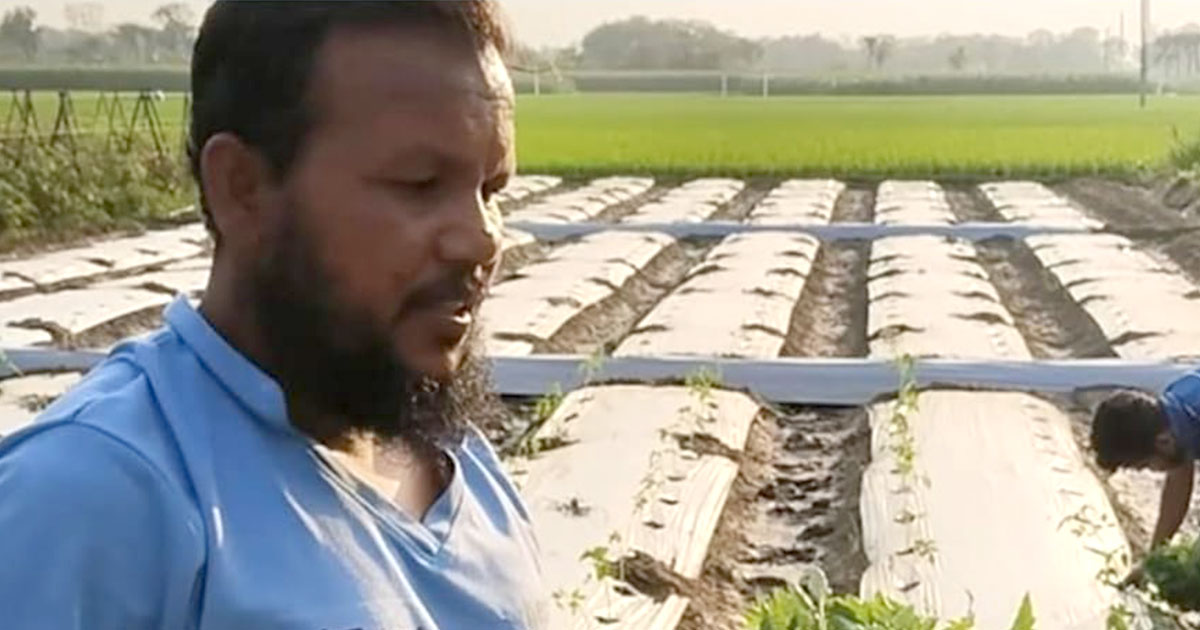 ঝিনাইদহে মালচিং পদ্ধতিতে টমেটো চাষে ঝুঁকছেন কৃষকরা